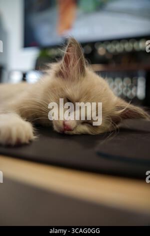 Fuji, il morbido gattino, dorme tranquillamente su una scrivania, la sua morbida pelliccia e il suo piccolo naso rosa riposano nella calda luce del pomeriggio. Foto Stock