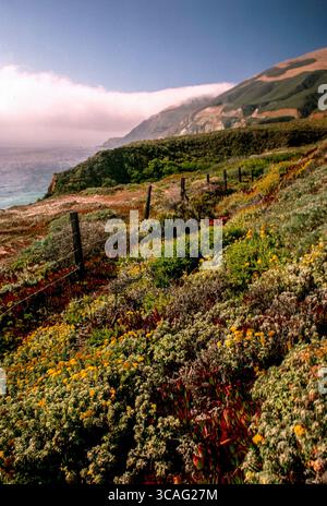 15 novembre 2006: Con la nebbia pomeridiana sull'Oceano Pacifico sullo sfondo, la luce del sole splende sulla vegetazione costiera nella zona di Big Sur della costa centrale della California. (Immagine di credito: © Spencer Grant/ZUMA Press Wire) Foto Stock