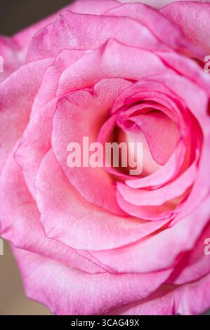 Foto macro di vivaci petali di rosa Foto Stock