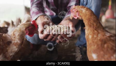 Allevatore accovacciato in camicia rossa che offre alimentazione per pollame alle galline brune in culla, con mascherina digitale Foto Stock
