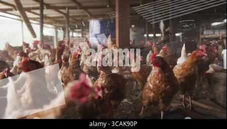 Stormo di galline brune che esplorano il pollaio della fattoria, con paglia sparsa e botti blu Foto Stock