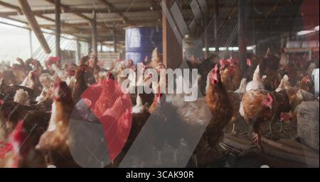Branco in movimento di galline ovaiole marroni che graffiano paglia in stalla, con mangiatoie e botte d’acqua Foto Stock