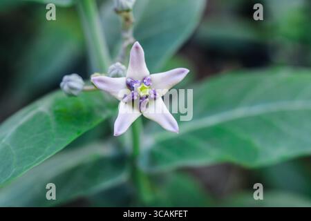 Primo piano di un fiore di corona (calotropio gigante) in fiore, che mostra la sua struttura a forma di stella unica e le morbide tonalità di lavanda. Foto Stock