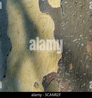 Questa foto macro mostra una sezione liscia della corteccia degli alberi con zone di colore organiche fluenti in giallo, verde oliva e marrone scuro. Foto Stock