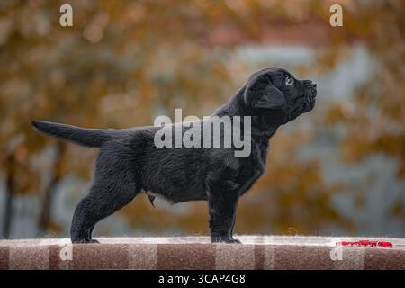 Il cucciolo Black labrador Retriever è in piedi e viene avvisato di profilo su una coperta con sfondo autunnale. Foto Stock
