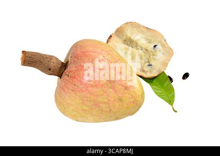 Raro frutto medicinale Ramphal , Annona reticulta o dolciume selvatico, frutto di mela con crema pasticcera isolato su fondo bianco Foto Stock