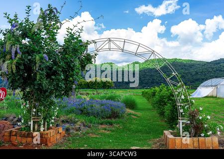 Un arco di giardino in metallo bianco incornicia un paesaggio verde con fiori di lavanda e colline sotto un cielo blu. Foto Stock
