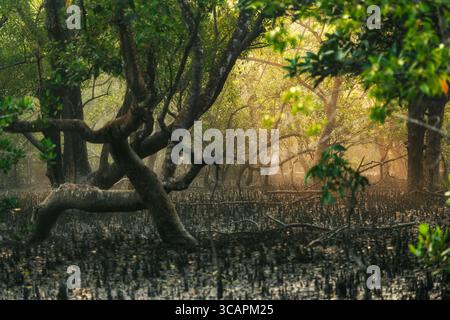 Vista delle radici di mangrovie che si innalzano dal terreno fangoso, che si intrecciano con lussureggianti alberi verdi sotto una luce soffusa e dorata, Sundarban, divisione Khulna, Bangladesh. Foto Stock