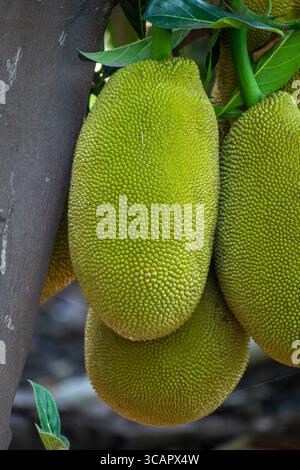 Jackfruit sul frutto tropicale dell'albero jackfruit sullo sfondo di foglie naturali Foto Stock