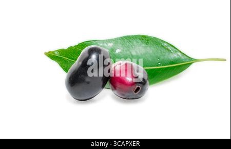 Prugna di Jambolan o prugna di Giava (Syzygium cumini ), frutto isolato su sfondo bianco Foto Stock