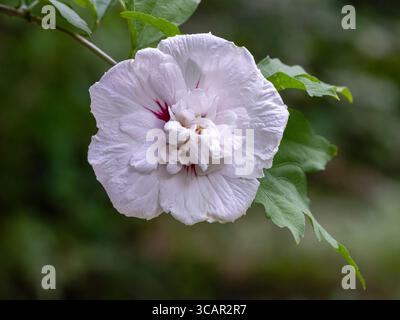 Vista ravvicinata del doppio fiore bianco rosa e rosso di ibisco syriacus, detto arbusto althea o rosone mallow isolato all'aperto su sfondo naturale Foto Stock