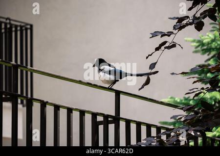 Magpie appollaiato su ringhiere metalliche in un ambiente urbano. Foto Stock