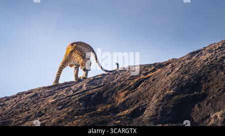 Il leopardo dello Sri Lanka attraversa una roccia illuminata dal sole e la sua potente cornice si affaccia con eleganza sul cielo limpido del Parco Nazionale di Yala. Foto Stock