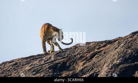 Il leopardo dello Sri Lanka attraversa una roccia illuminata dal sole e la sua potente cornice si affaccia con eleganza sul cielo limpido del Parco Nazionale di Yala. Foto Stock