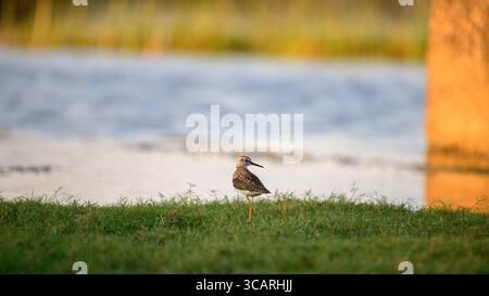 Wood sandpiper si erge graziosamente sulla costa erbosa di Talaimannar, Sri Lanka Foto Stock