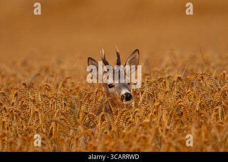 Caprioli, Capreolus capreolus, toro giovane, in grani, Skåne, Svezia Foto Stock