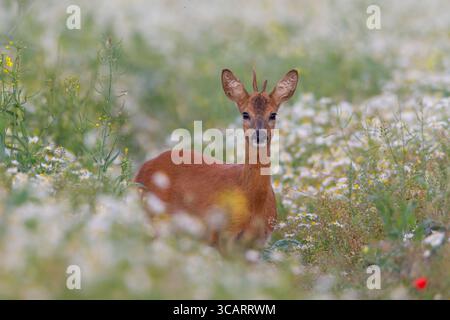 Roe Deer, Capreolus vapreolus, giovane buck in un prato fiorito, giugno, Meclemburgo-Pomerania Occidentale, Germania Foto Stock