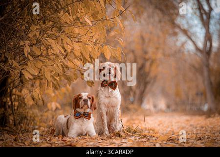 Due spagnoli della Bretagna nella foresta dorata, uno seduto e uno steso sulle foglie autunnali. Foto Stock