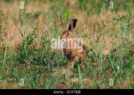 Una lepre marrone si erge alta e vigile tra erba secca e fiori selvatici in un prato illuminato dal sole, le sue orecchie sollevate e gli occhi concentrati sull'ambiente circostante. Foto Stock