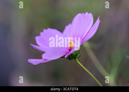Fiore viola Cosmos bipinnatus Seashells Foto Stock