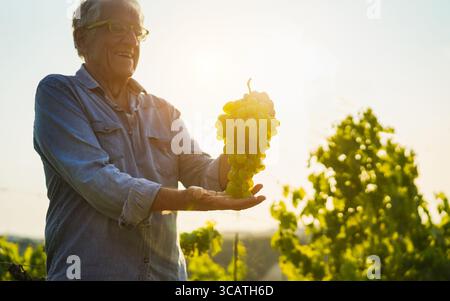 Produttore di vino senior che detiene grappolo di uva bianca con vigneto sullo sfondo - azienda agricola biologica e concetto di piccola impresa - Focus sulla frutta Foto Stock