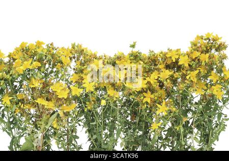 I fiori di Johnswort medicinale (Hypericum Perforatum) preparati per l'essiccazione isolati su bianco Foto Stock
