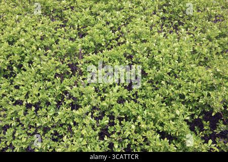 Migliaia di piccole foglie verdi su una boccola elastica. Sunny aprile giornata sullo sfondo della natura Foto Stock
