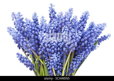 Bouquet di fiori primaverili Muscari isolato macro Foto Stock
