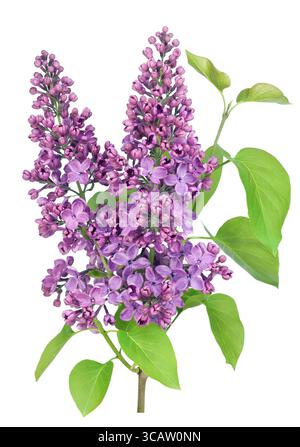 Molla viola lilla ramo isolato con foglie Foto Stock