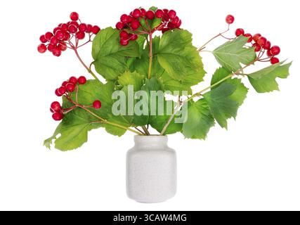 Bouquet minimalista numero 8 - bacche rosse autunnali russe viburnum su rami in vaso di ceramica isolato. Messa a fuoco selettiva Foto Stock