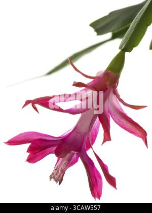 I magnifici fiori fioriti in inverno a dicembre brillanti peyote rosa (nopal, fiaccola, cereus, cholla). Isolato su bianco Foto Stock
