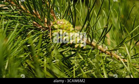 Primo piano di un piccolo cono di pino verde, circondato da aghi verdi appuntiti sul ramo di pino. Per temi di benessere, natura e prodotti biologici. Foto Stock