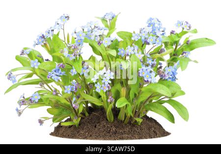Un piccolo cespuglio di primavera blu che dimentica i fiori (myosotis) sul letto dopo che la pioggia è stata isolata Foto Stock