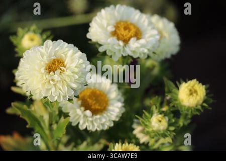 Fioristi-crisantemo in varie fasi di Bloom Foto Stock