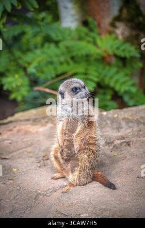 Un unico meerkat (Suricata suricatta) seduto su una pietra circondata da vegetazione lussureggiante, Eisenberg, Turingia, Germania Foto Stock
