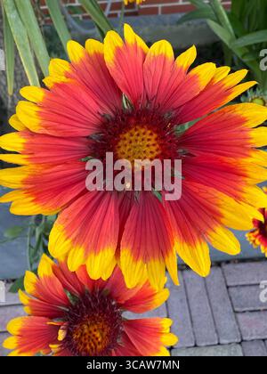 Un primo piano di due vivaci fiori di coperta indiani. I petali sono un brillante mix di rosso ardente e giallo brillante, con un centro testurizzato. Foto Stock