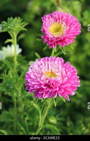 Fioristi-crisantemo in varie fasi di Bloom Foto Stock