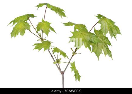 Struttura macro del ramo dell'albero dell'acero primaverile. Isolato su bianco. Messa a fuoco selettiva Foto Stock