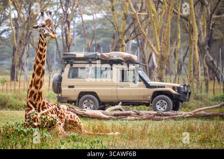 Giraffa vicino al safari car nel Parco Nazionale, Kenya. Safari. Foto Stock