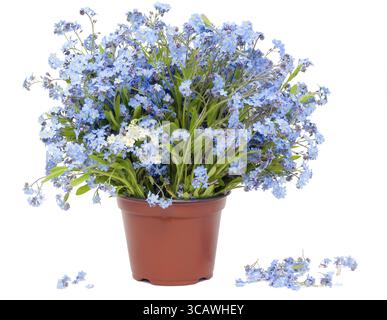 Grande bouquet di fiori blu di primavera "Forget-me-nots" (Myosotis) isolati su bianco Foto Stock