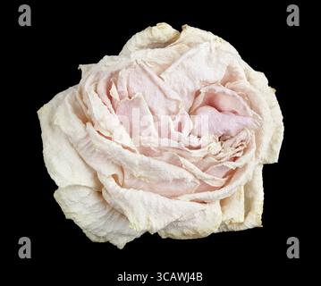 Morto morente triste fiore di rosa bianca. Isolato su concetto di studio macro nero Foto Stock