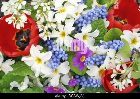 I primi fiori primaverili sono Muscari, Primrose e tulipani Foto Stock