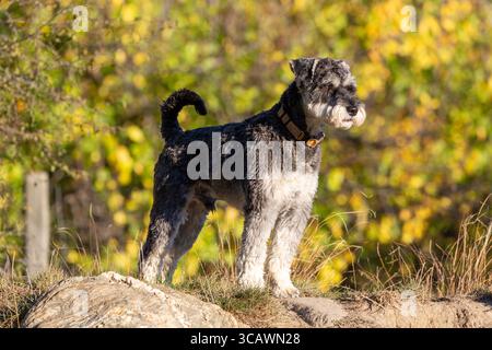 Il cane Schnauzer adulto è vigile con i colori autunnali sullo sfondo Foto Stock