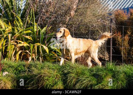 Un Golden Retriever bagnato in piedi con la coda sollevata. Foto Stock
