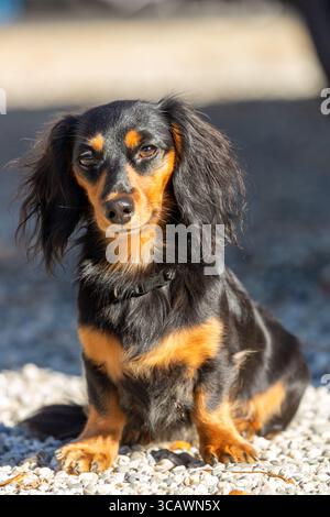 Un dachshund dai capelli lunghi in posa per la fotocamera. Foto Stock