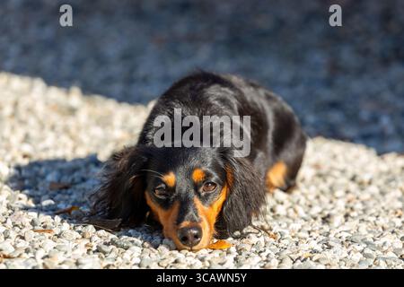 Un dachshund dai capelli lunghi in posa per la fotocamera. Foto Stock