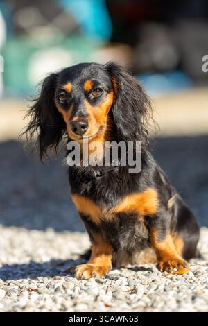 Un dachshund dai capelli lunghi in posa per la fotocamera. Foto Stock