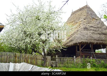 Tradizionale casa rumena in legno con tetto in paglia, circondata da alberi in fiore nel Parco Etnografico Romulus Vuia, Cluj-Napoca. Patrimonio culturale Foto Stock