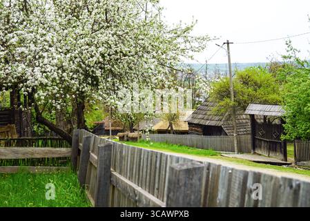 Alberi da frutto in fiore e recinzioni di legno su una strada tranquilla in un vecchio villaggio. Visita al Parco Etnografico Romulus Vuia, Cluj-Napoca, Romania Foto Stock