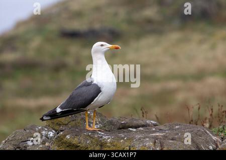 Gabbiano posteriore nero minore; Larus fuscus; Summer; UK Foto Stock